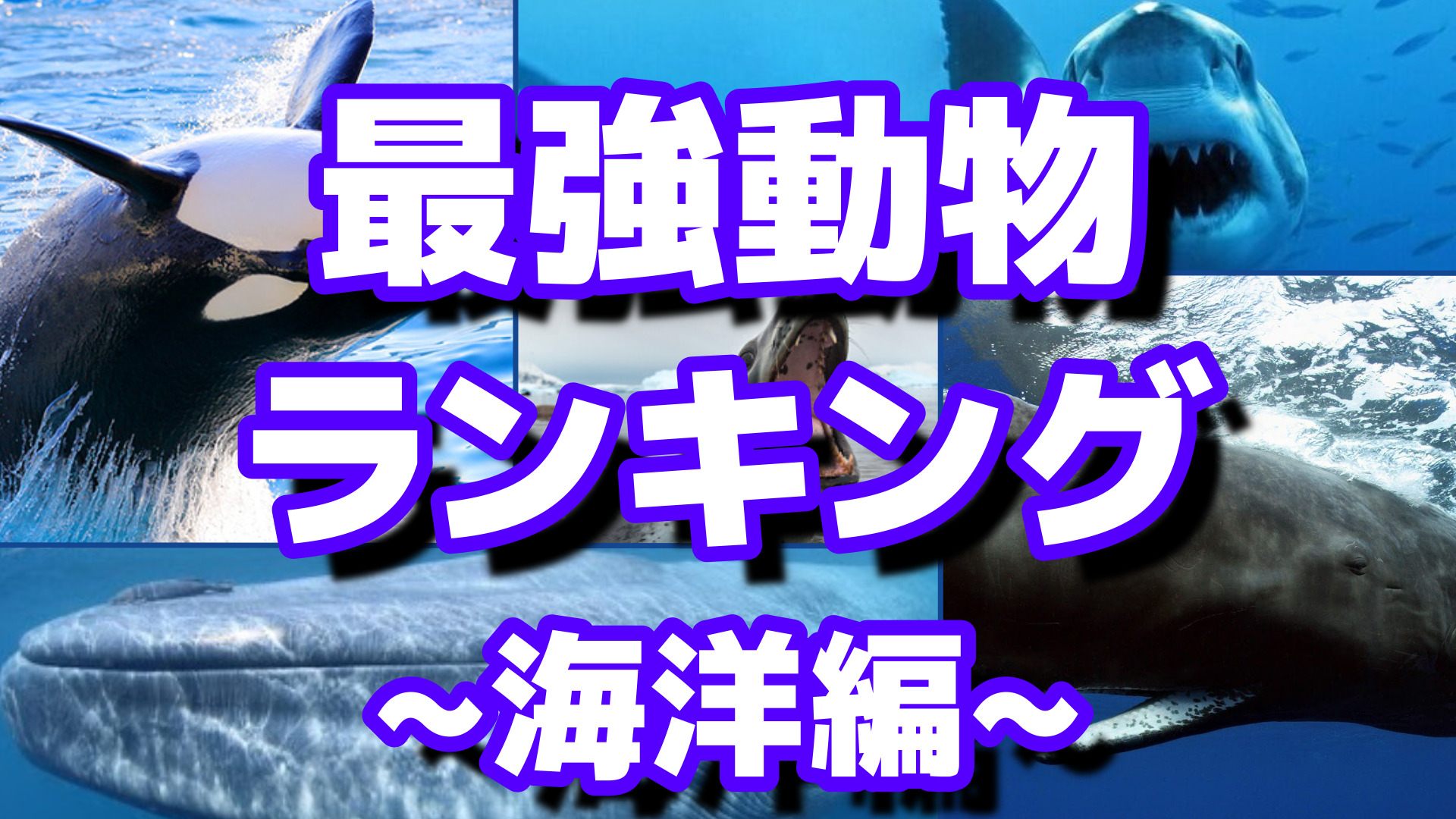 対決!!世界最強動物ランキング～海洋編～