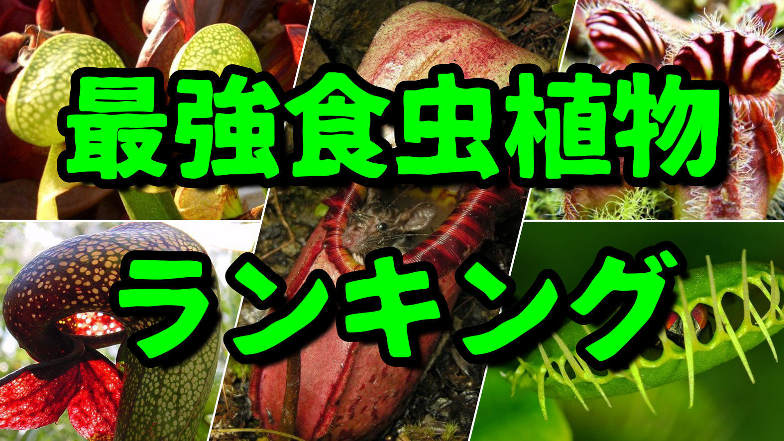 対決!!世界最強食虫植物ランキング