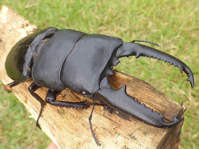最強昆虫パラワンオオヒラタクワガタ