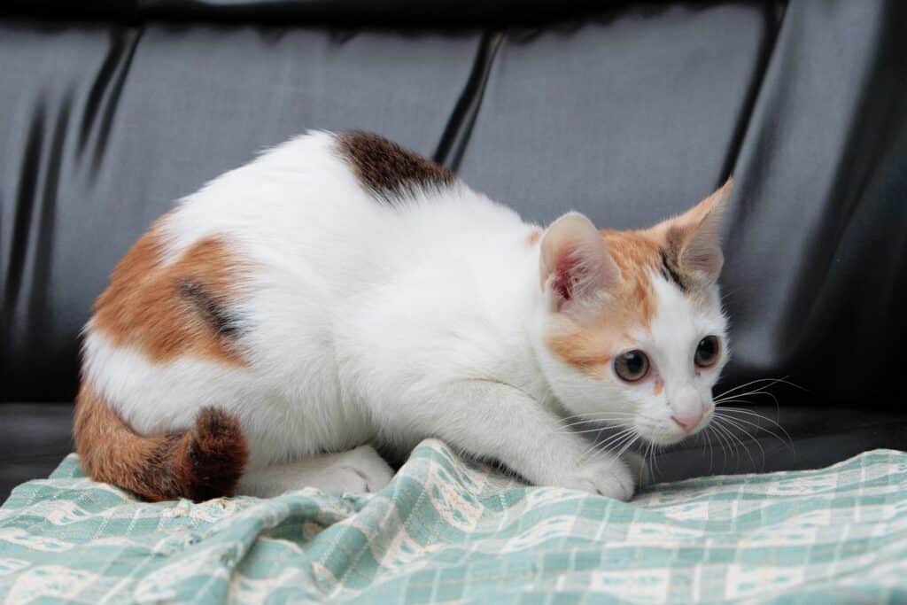 人気猫種 日本猫