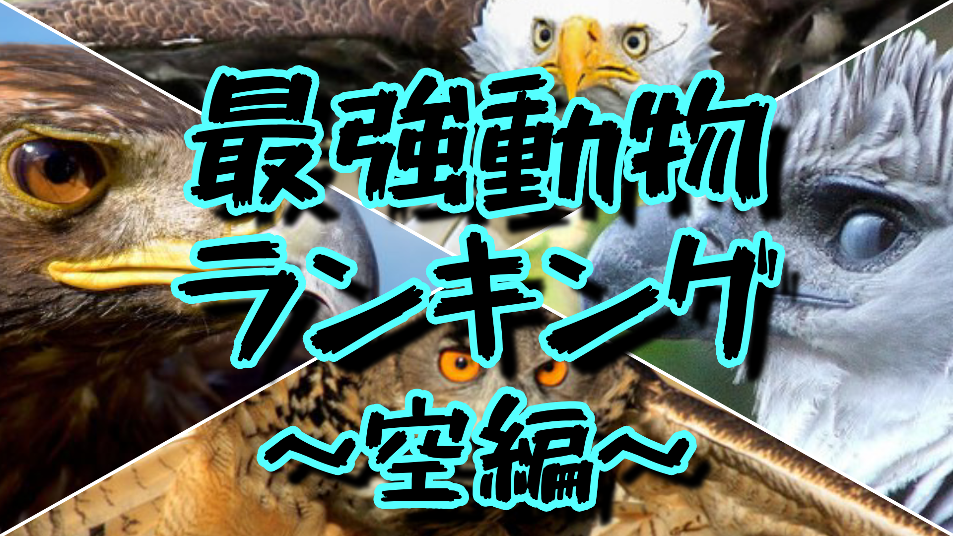 対決!!世界最強動物ランキング～空編～