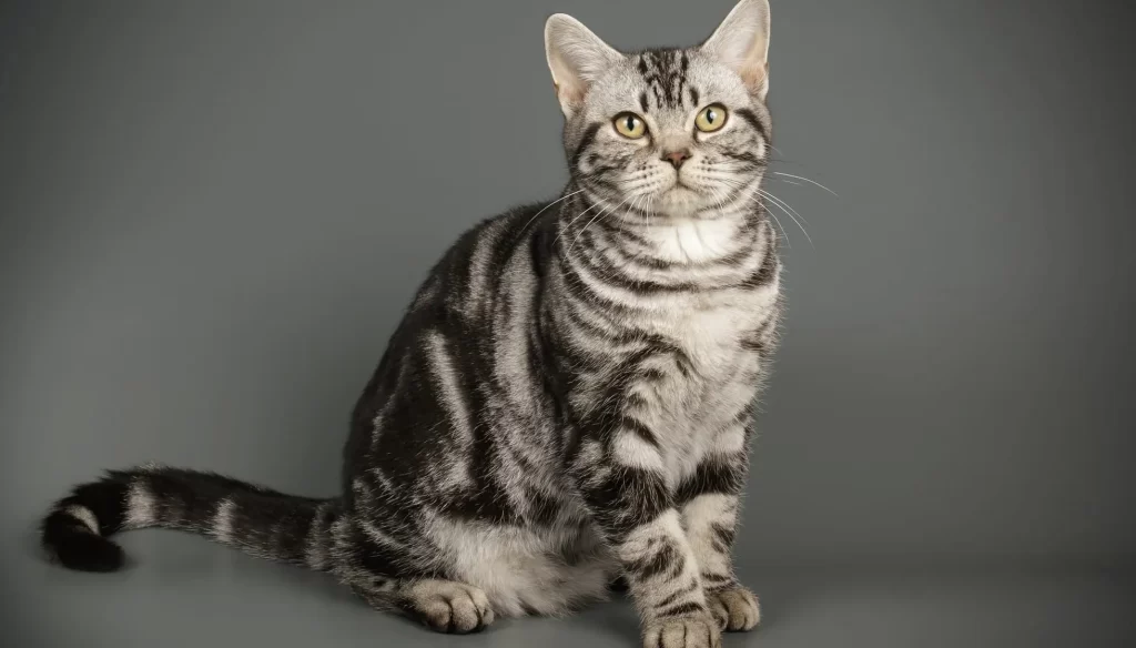 人気猫種アメリカンショートヘア