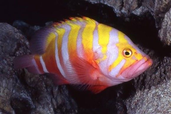 高価な熱帯魚　ネプチューングル―パー