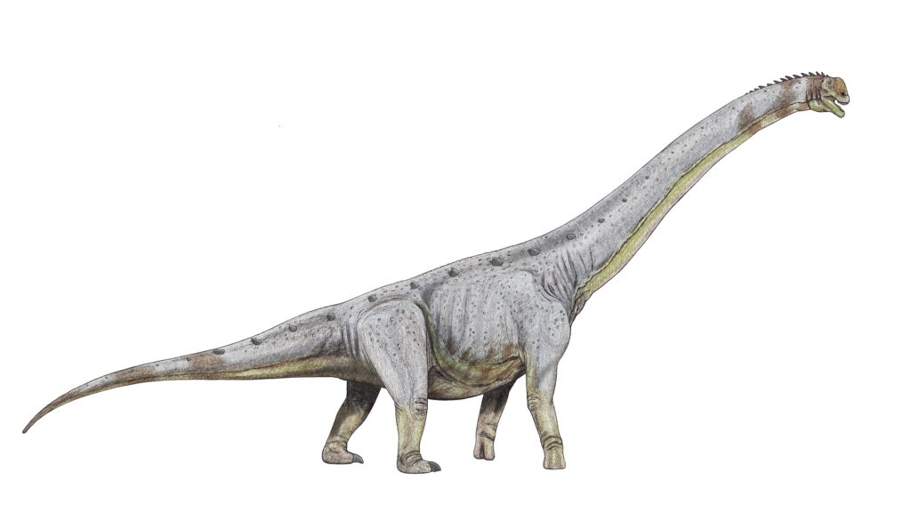 最大恐竜パラリティタン