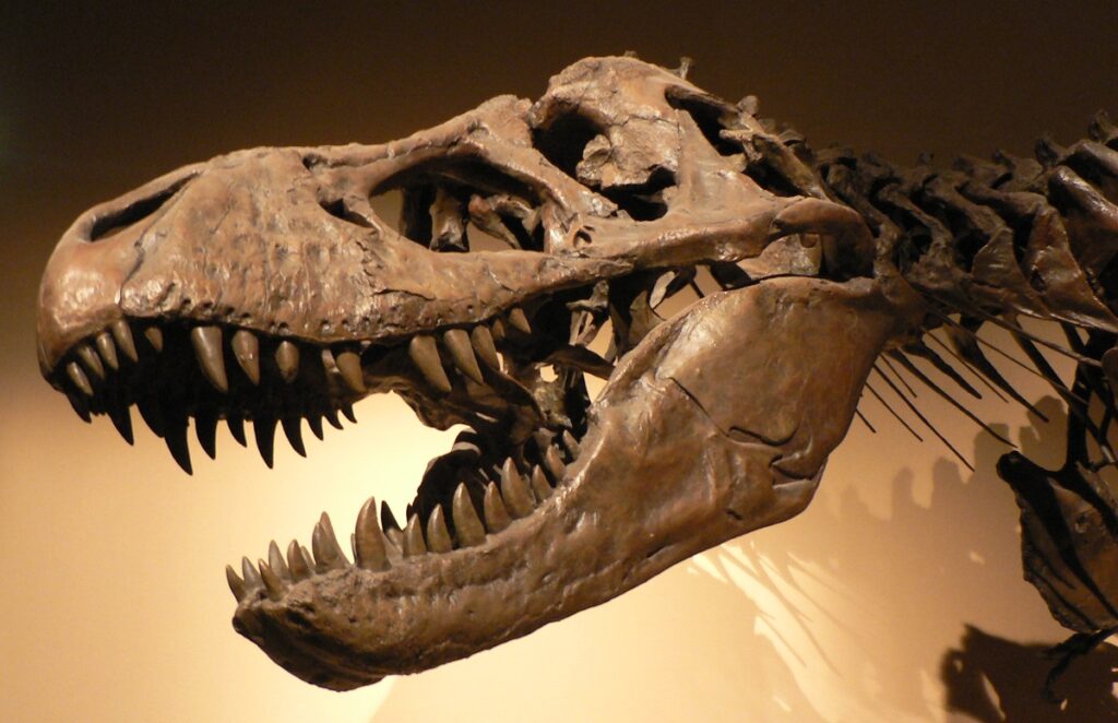 最強動物ランキング 咬合力 ティラノサウルス