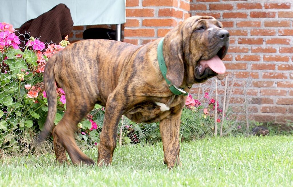 最強犬種ブラジリアン・ガード・ドッグ