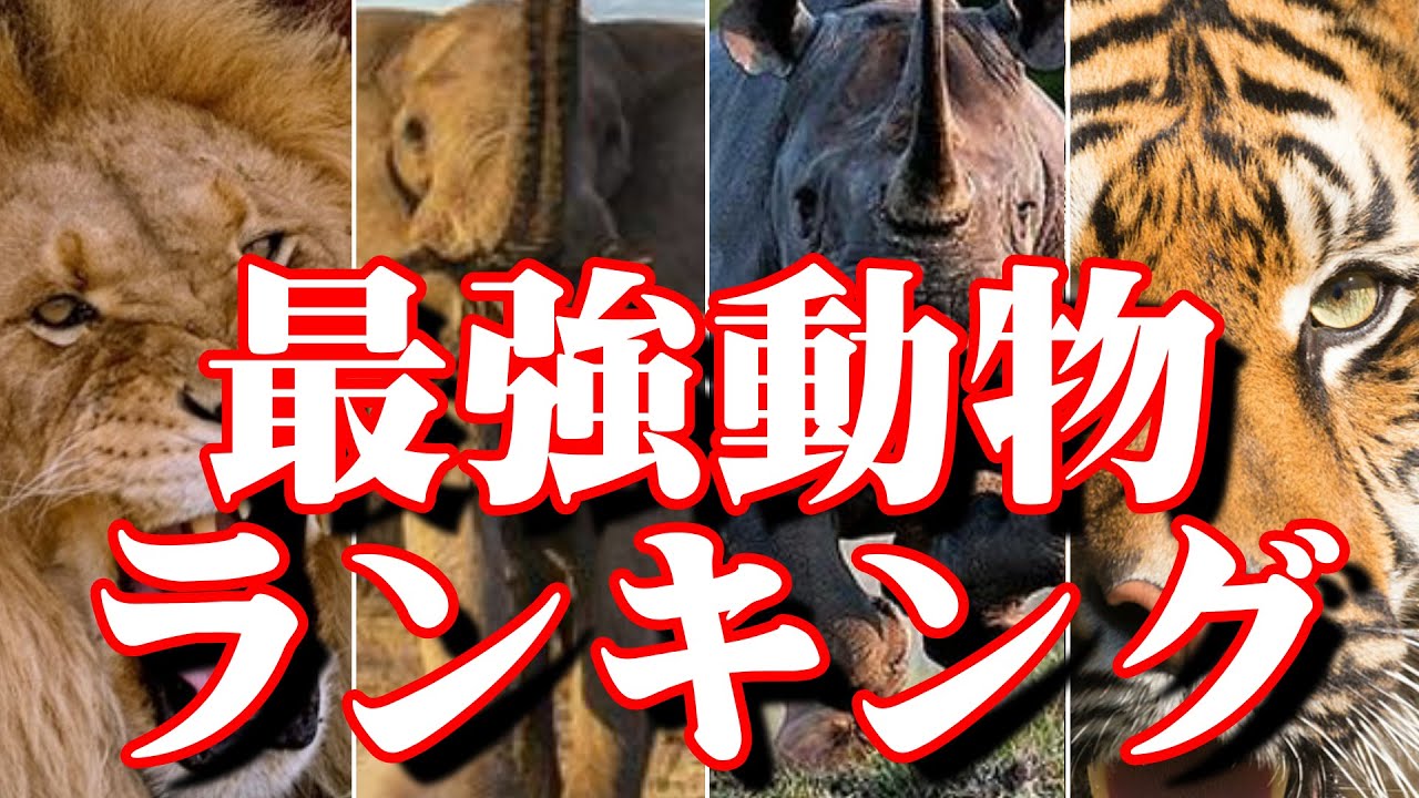 対決!!世界最強動物ランキング～陸上編～