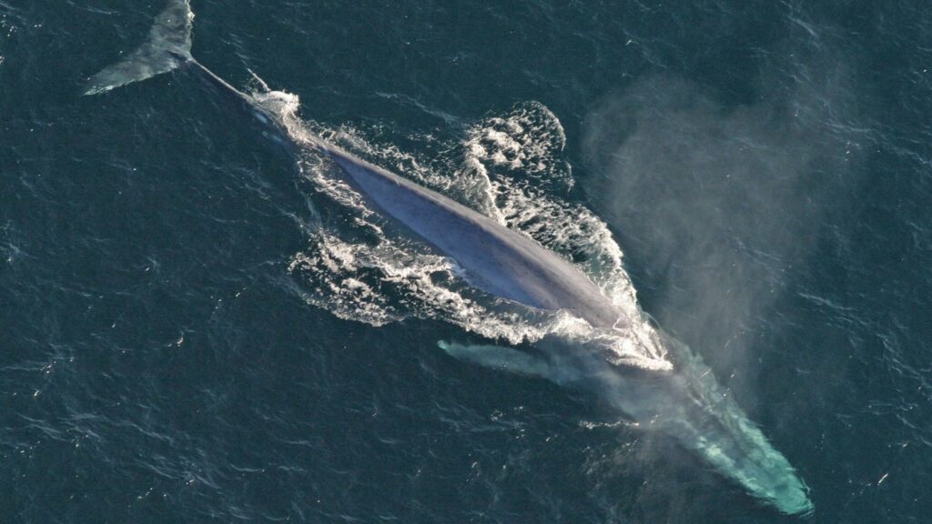 最大動物シロナガスクジラ