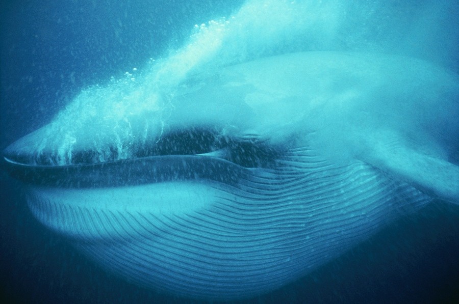 最強動物シロナガスクジラ