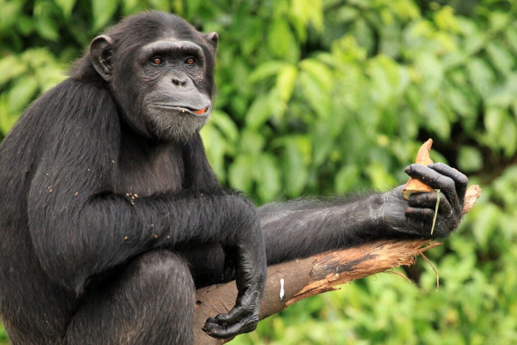 最強動物ランキング握力 チンパンジー