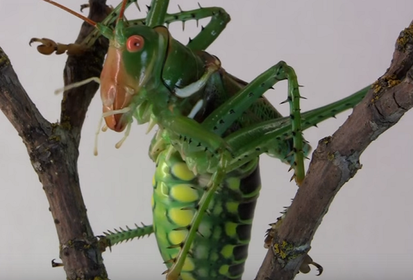最強昆虫ジャイアントテキサスキリギリス