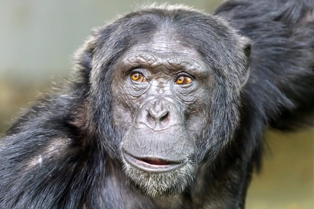 面白い動物雑学チンパンジー