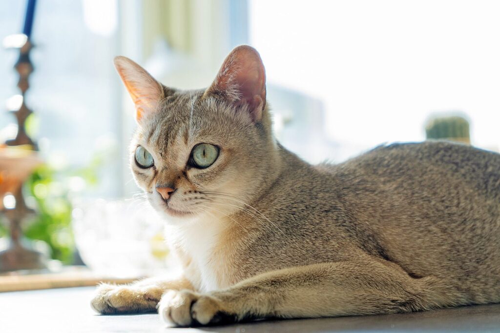 知能の高い猫種　シンガプーラ