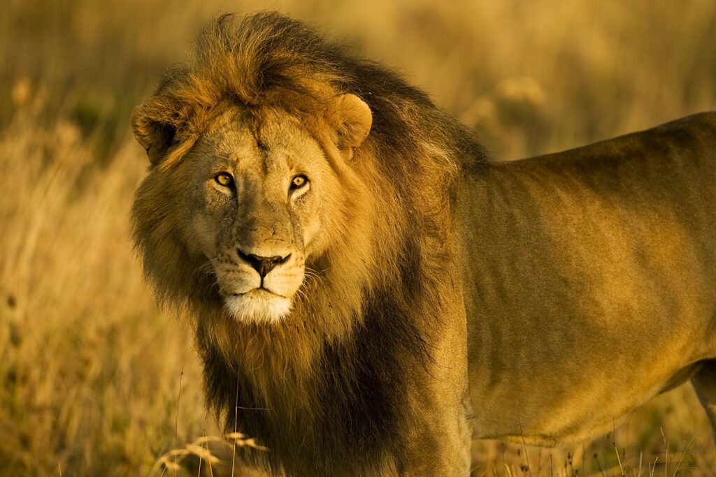 美しい動物　ライオン
