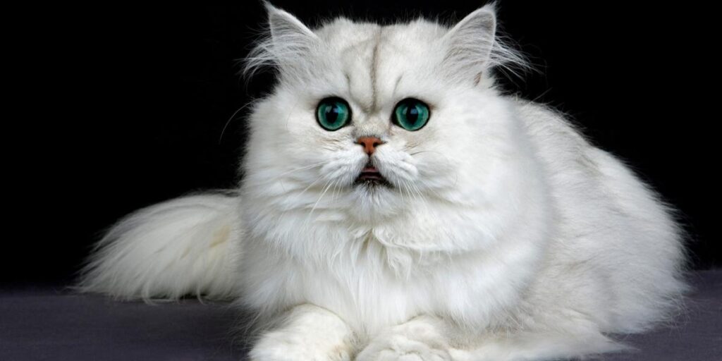 懐きやすい猫種　ペルシャ猫