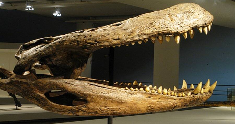 プルスサウルス骨格
