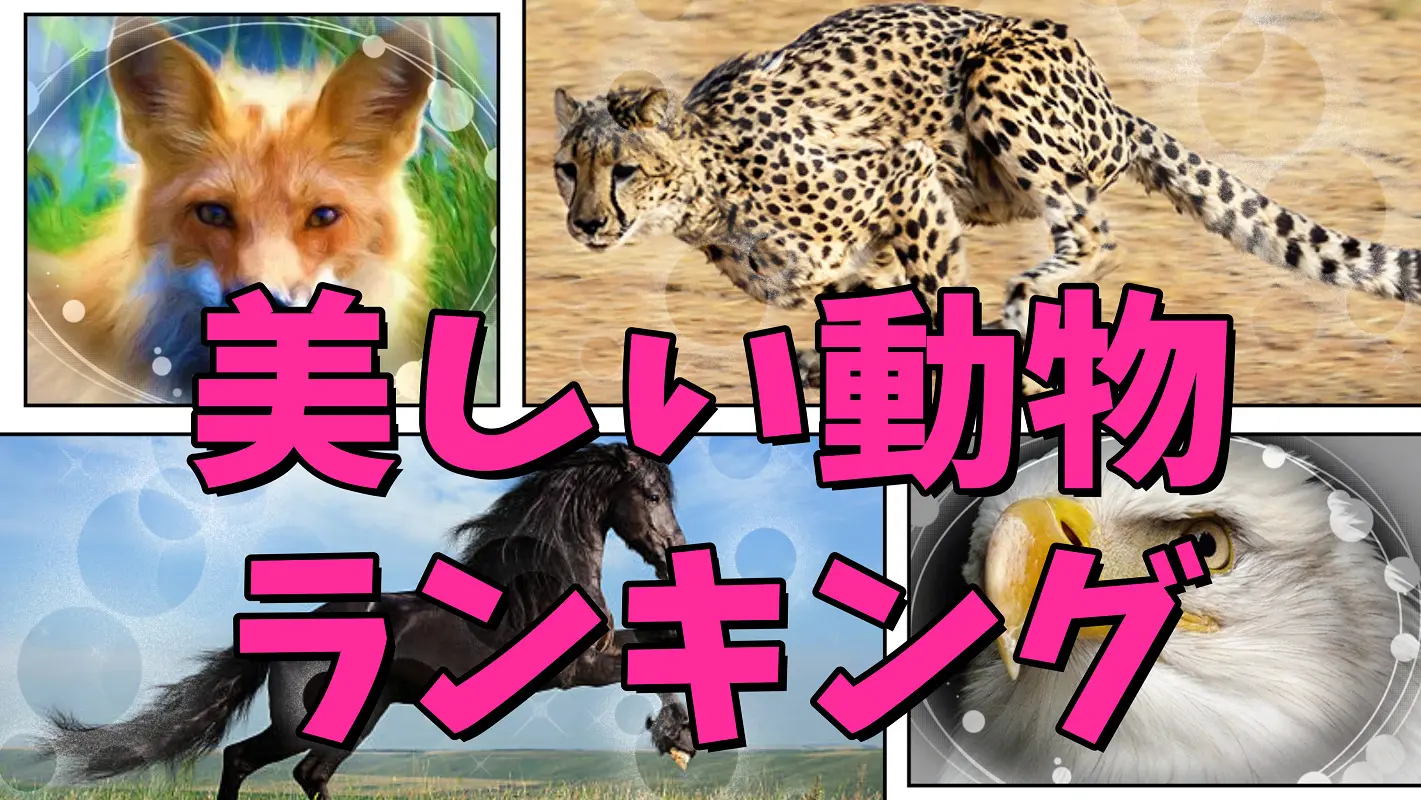 神秘!!世界の美しい動物ランキング