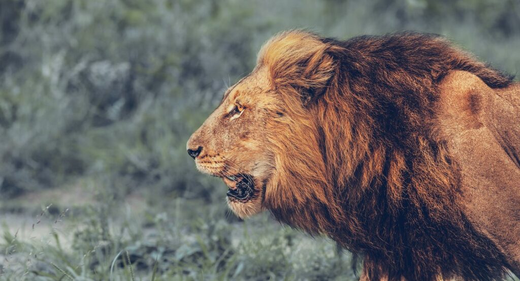 最強ネコ科動物　アフリカライオン