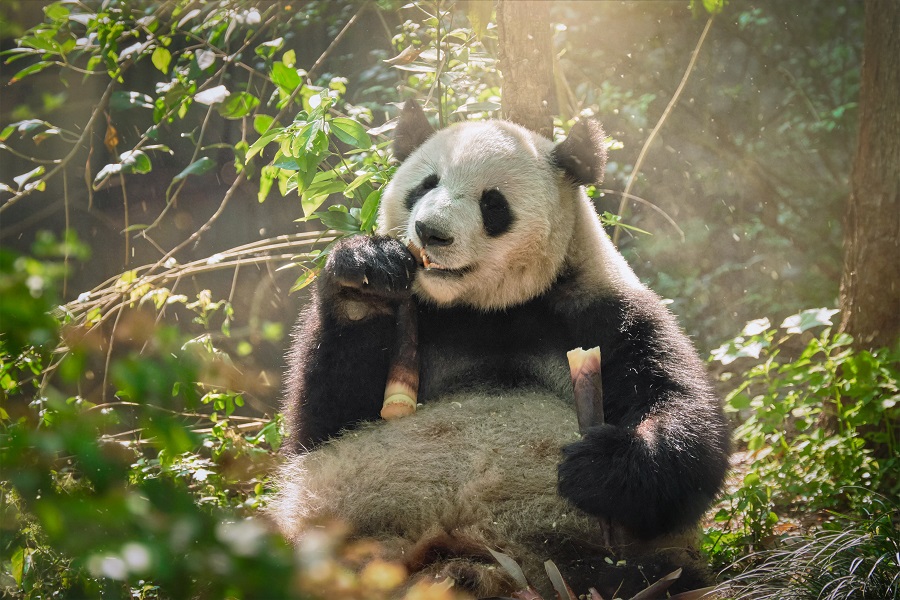 美しい動物　パンダ