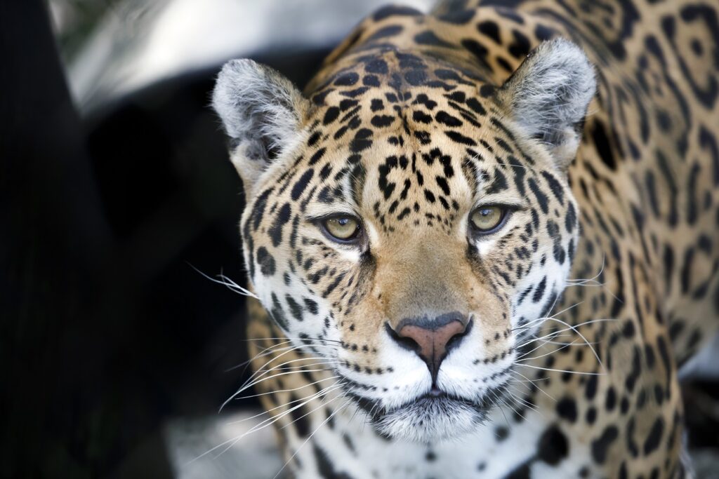 美しい動物　ジャガー