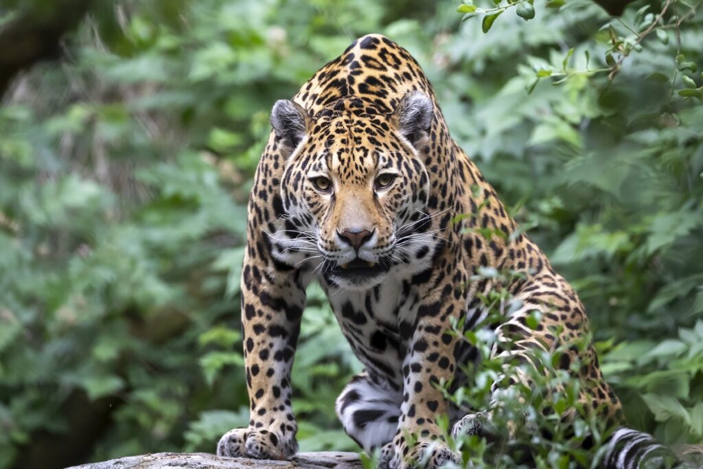 最強ネコ科動物　ジャガー