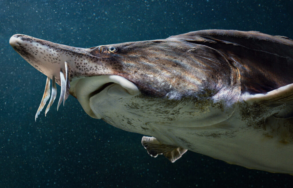 巨大怪魚　オオチョウザメ