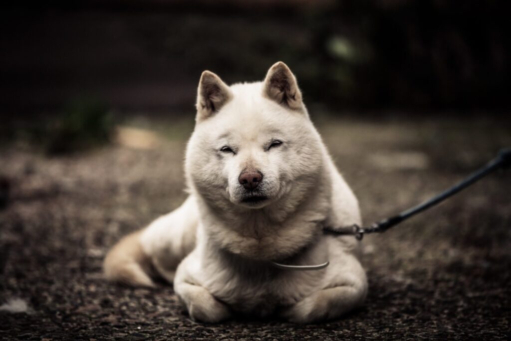 人気犬種ランキング～日本犬編～　7位　北海道犬
