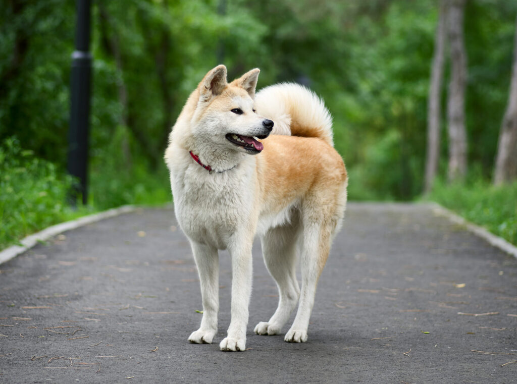 人気犬種ランキング～日本犬編～　4位　秋田犬