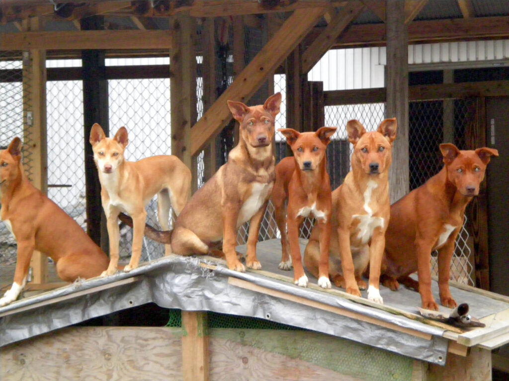 人気犬種ランキング～日本犬編～屋久島犬