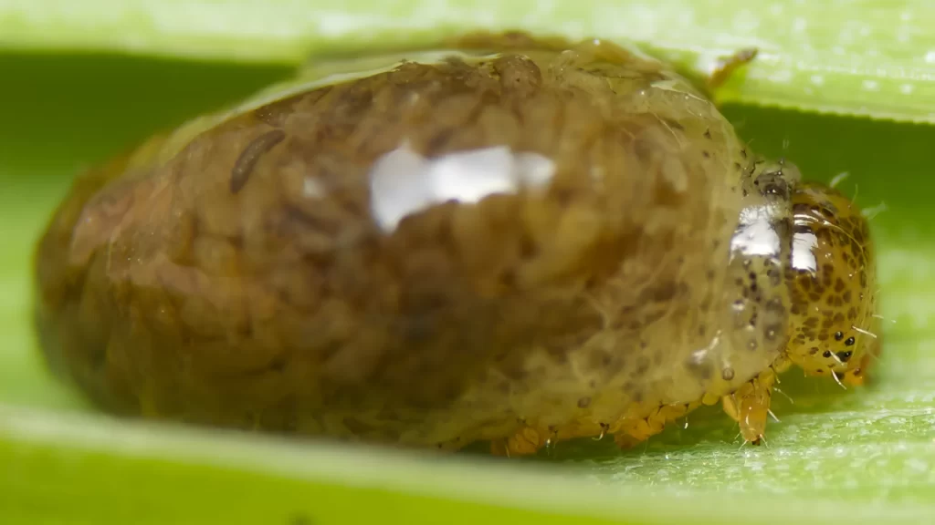 衝撃!!不気味生物ランキング　10位　イネドロオイムシの幼虫