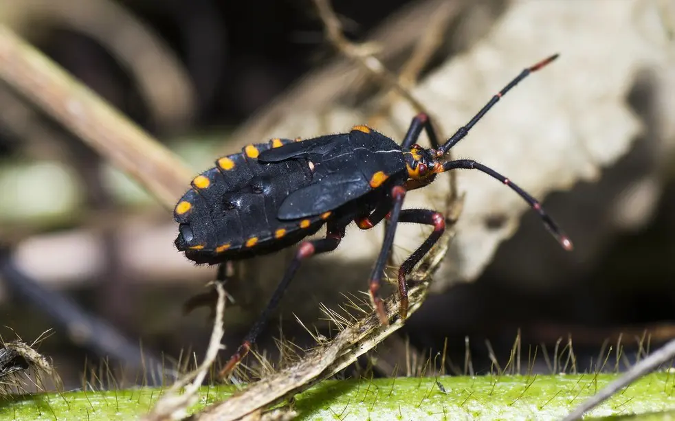 世界で最も人間を殺している動物ランキング　6位　オオサシガメ