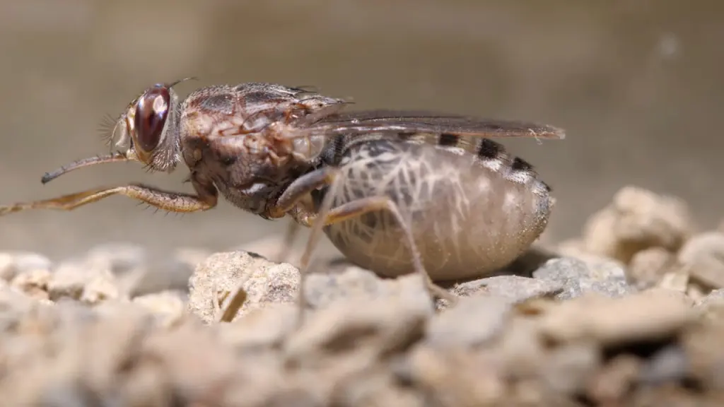 世界で最も人間を殺している動物ランキング　9位　ツエツエバエ
