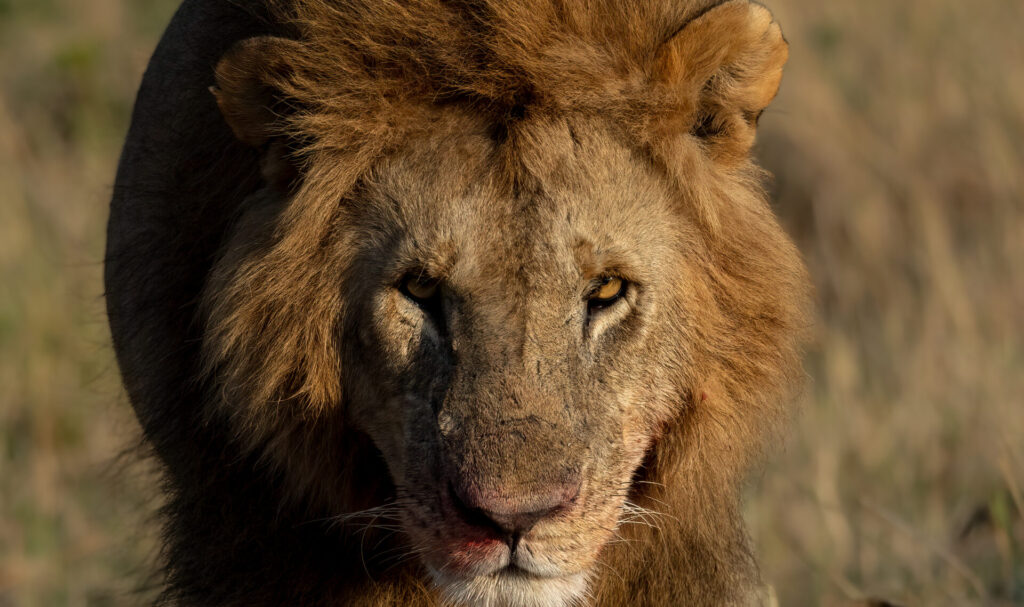 世界で最も人間を殺している動物ランキング　15位　ライオン