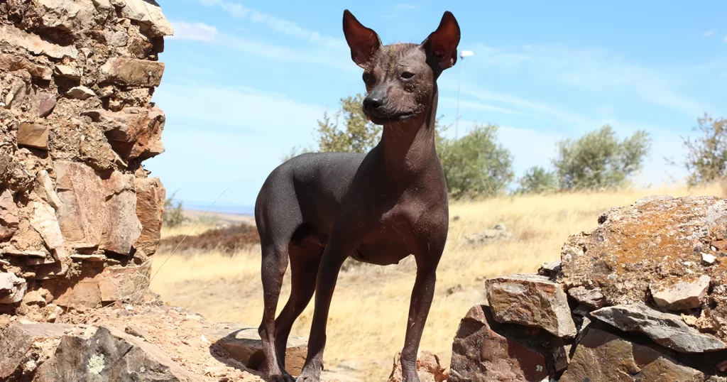 世界の珍しい犬種ランキング 　6位　ペルービアン・ヘアレス・ドッグ