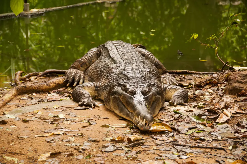 世界で最も人間を殺している動物ランキング　12位　ワニ