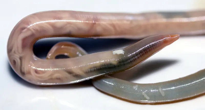 世界で最も人間を殺している動物ランキング　10位　回虫