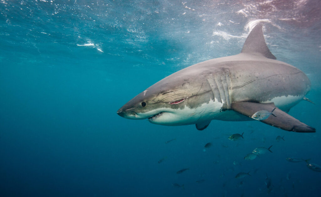 世界で最も人間を殺している動物ランキング　20位　サメ