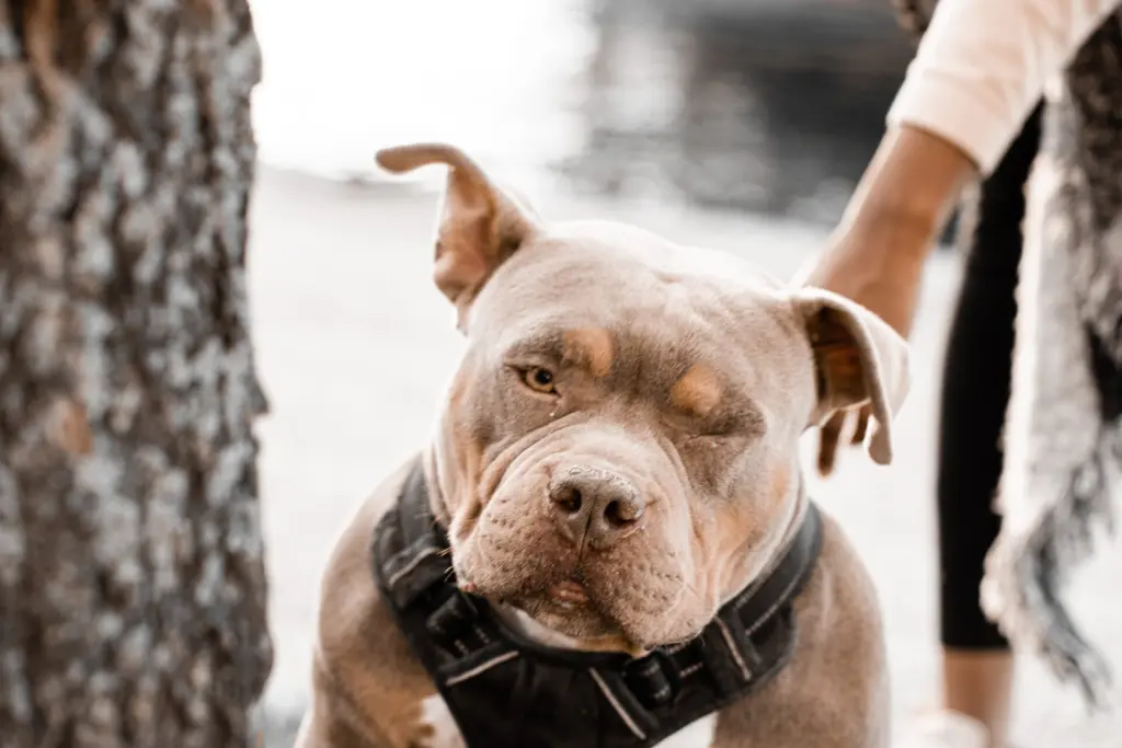 世界で最も人間を殺している動物ランキング　5位　イヌ