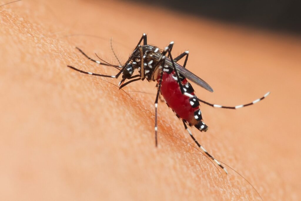 世界で最も人間を殺している動物ランキング　1位　蚊