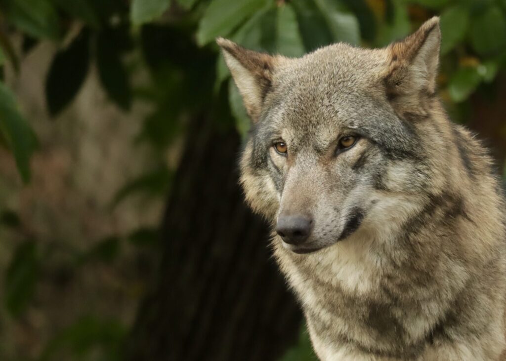 世界で最も人間を殺している動物ランキング　19位　オオカミ