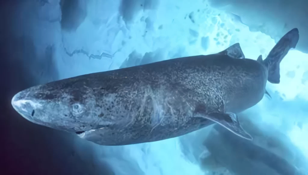 世界巨大魚ランキング～海洋編～　8位　ニシオンデンザメ