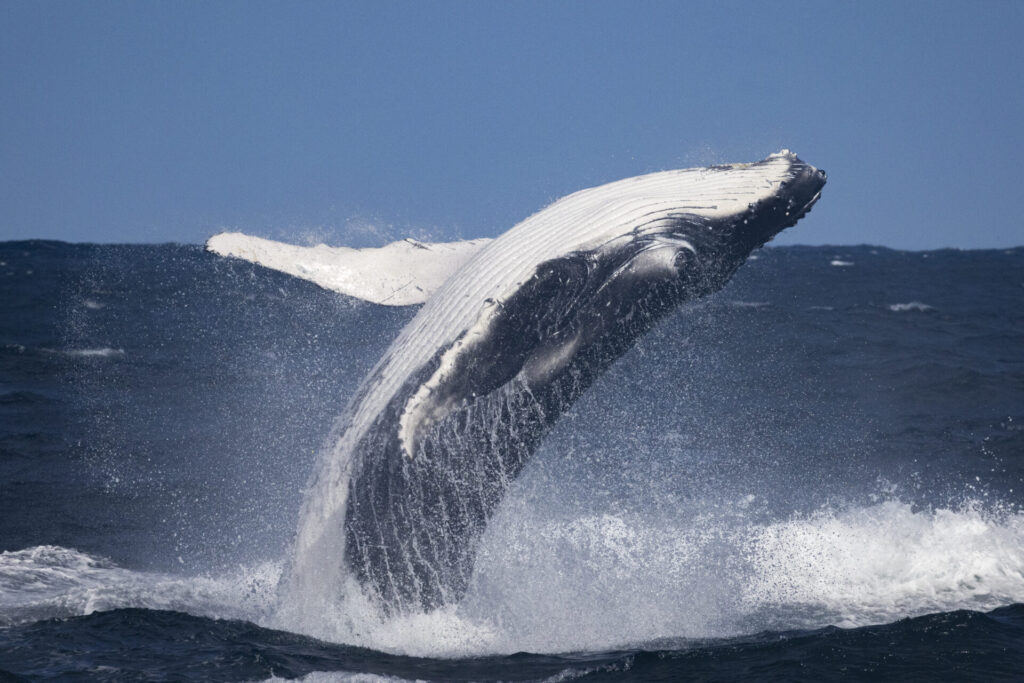 世界巨大魚ランキング～海洋編～　番外編③　シロナガスクジラ