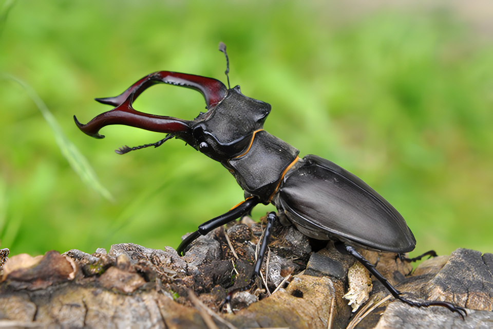 世界最強甲虫ランキング　11位　ヨーロッパミヤマクワガタ