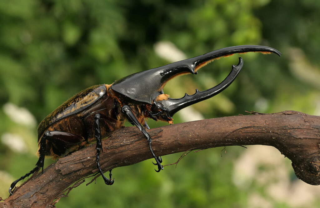 世界最強甲虫ランキング　1位　ヘラクレスオオカブト