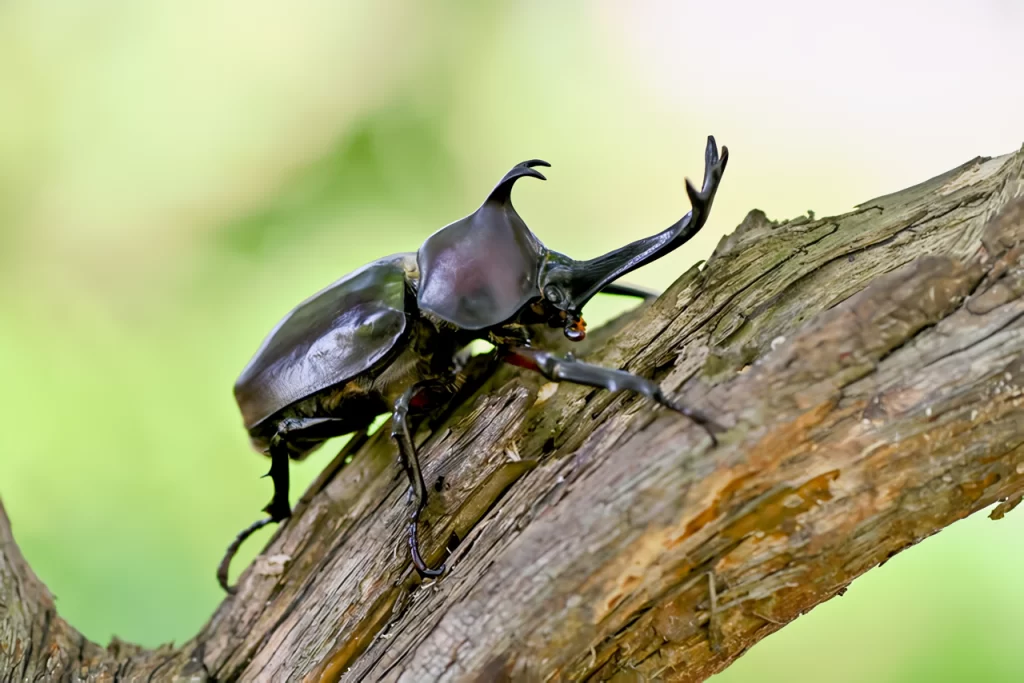 世界最強甲虫ランキング　10位　カブトムシ