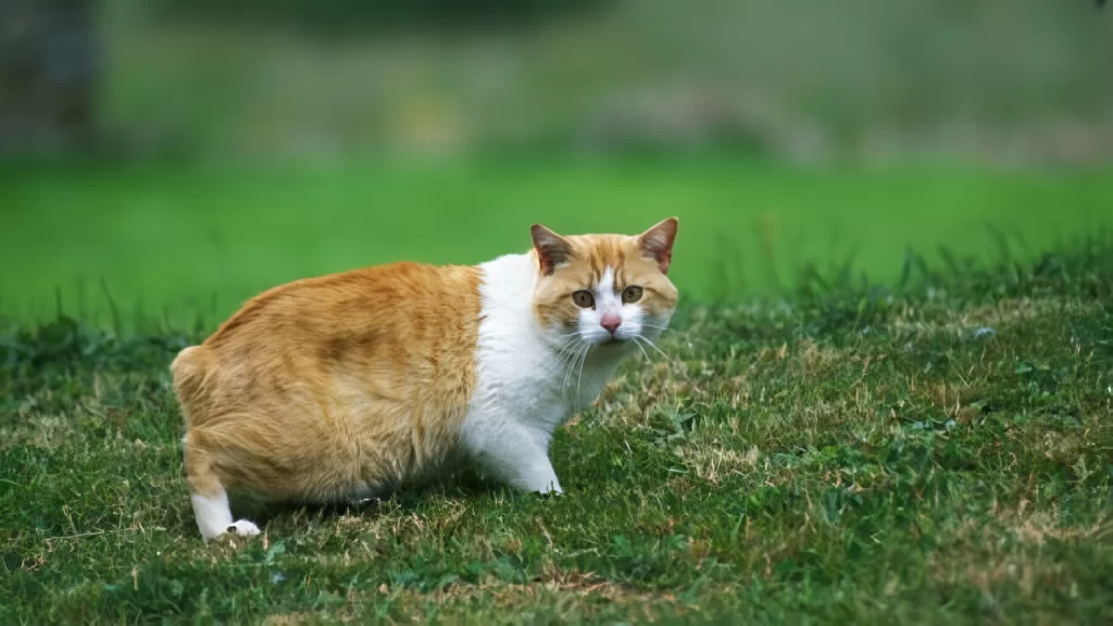 世界の珍しい猫種ランキング　8位　マンクス