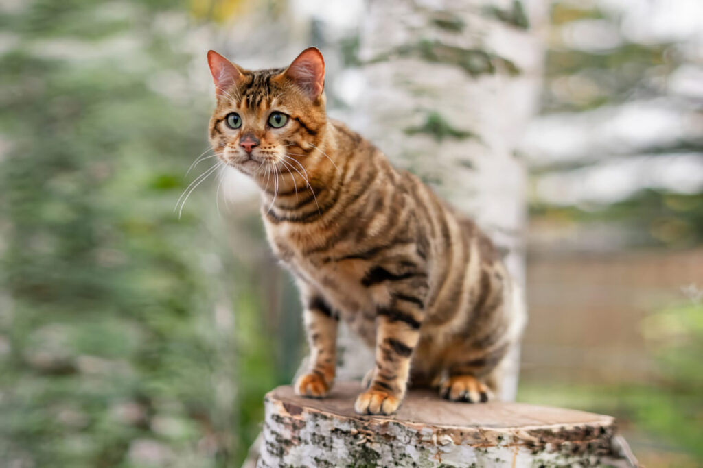 世界の珍しい猫種ランキング　10位　トイガー