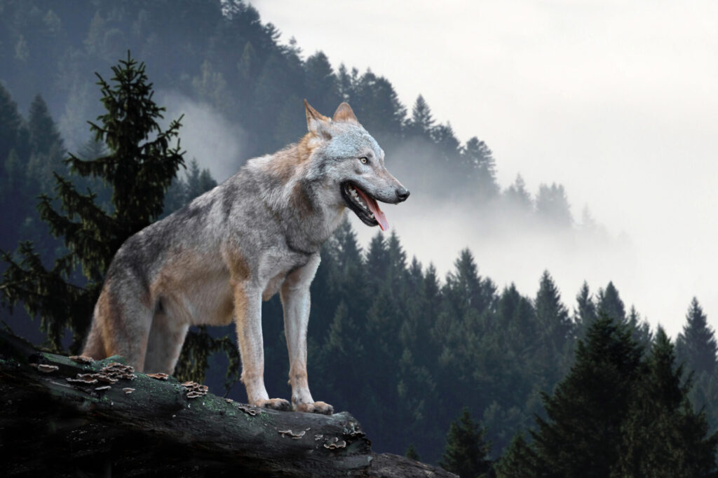最強動物ランキング～陸上編～　18位　タイリクオオカミ