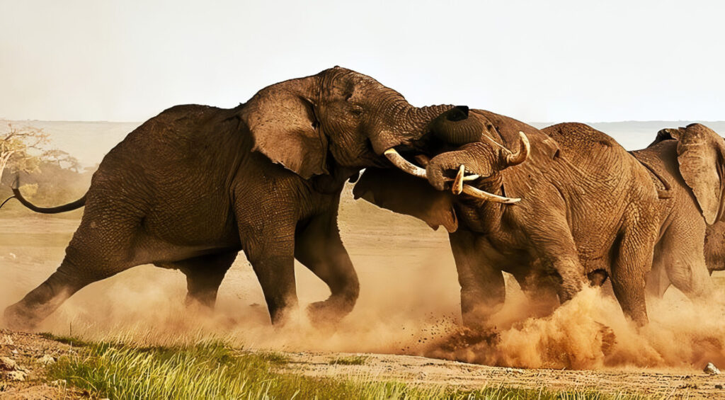 最強動物ランキング～陸上編～　1位　アフリカゾウ