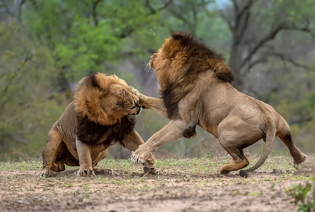 最強動物ランキング～陸上編～　11位　アフリカライオン